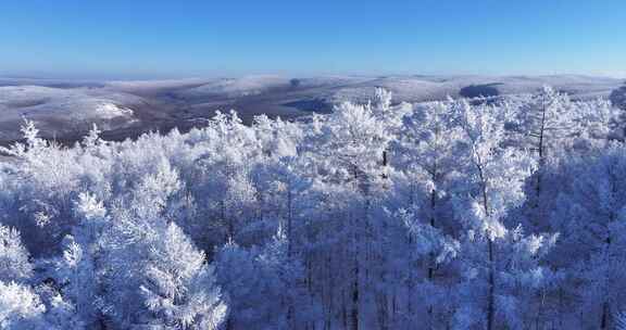 林海雪原大气雾凇20250102 (15)