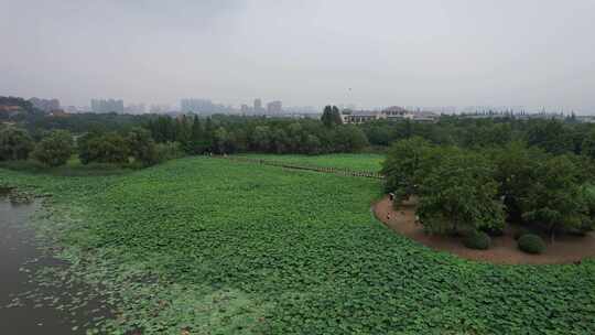 航拍夏日风光荷花荷叶植物镇江白娘子公园