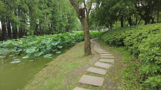 城市公园绿色植物花草实拍