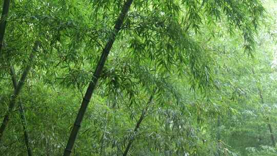 竹海竹叶沉浸式雨天滴水的竹林