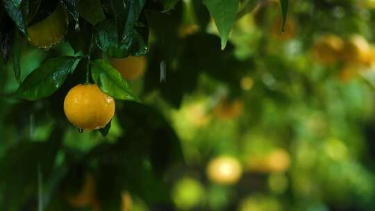 挂在果树枝头的橘子、橙子、柑橘视频素材模板下载