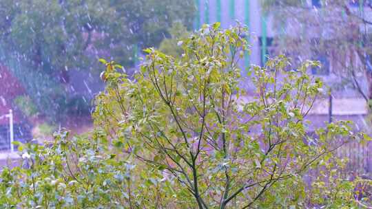 冬天下雪天雪景风景风光美景特写素材视频素材模板下载