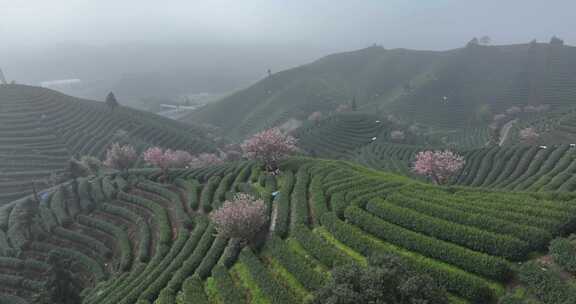 茶山和山上的樱花