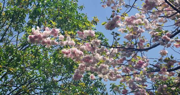 春天阳光下的樱花花朵花瓣