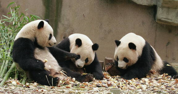 三只大熊猫坐在一起吃竹笋