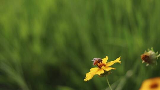 金鸡菊和蜜蜂