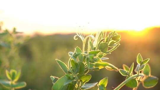 金银花 金银花种植 金银花收获