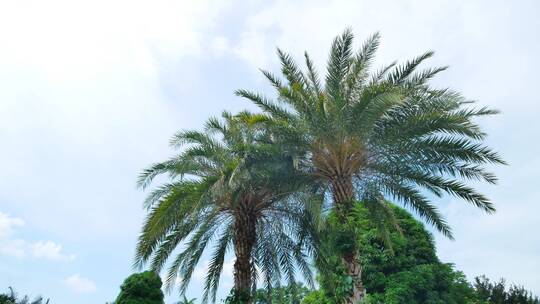 刺葵蕨类棕榈树