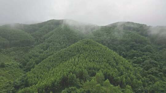 雾气笼罩的茂密山林全景