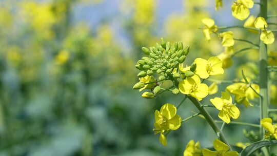 油菜花慢镜头