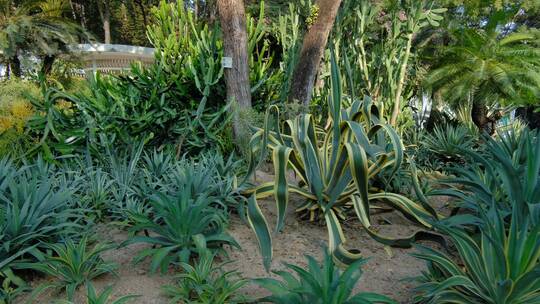 沙漠植物沙生植物园