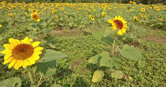 清新向日葵花海花田延时