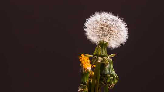 4K春暖花开季节花卉植物生长延时拍摄