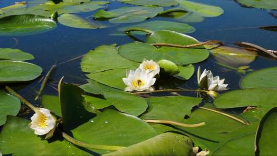 白莲荷叶在水池中荡漾