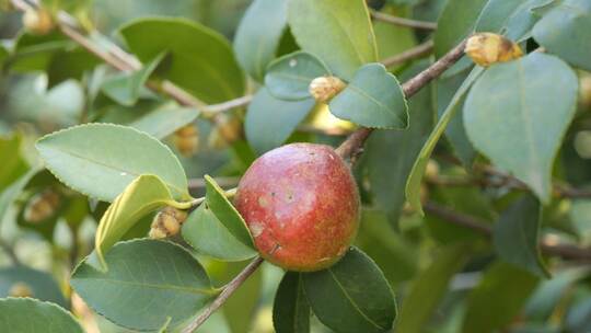 人工采摘油茶果油茶苗基地实拍