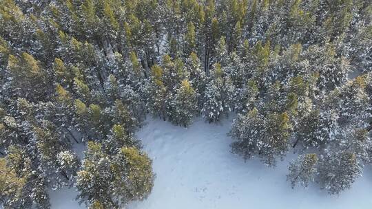 航拍松林飘雪