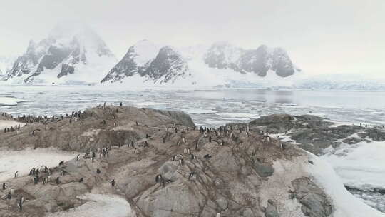 站在南极洲山上的企鹅群视频素材模板下载