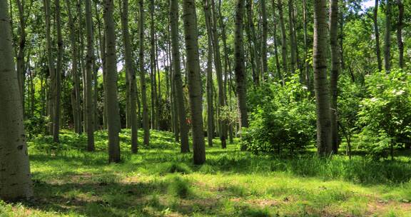 4K拍摄茂密的树林