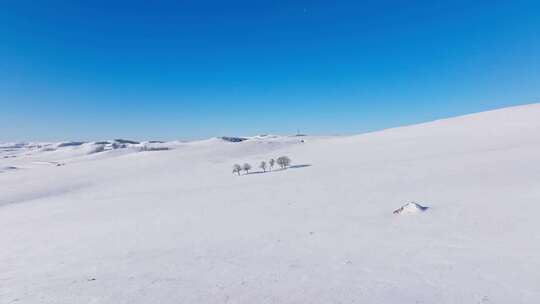 航拍内蒙古乌兰布统雪原孤独的树