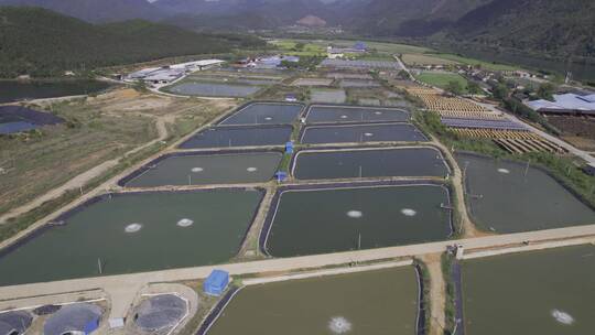 渔场 养殖鱼 生态鱼养殖基地视频素材模板下载