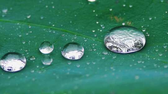 雨后荷叶上的露水珠