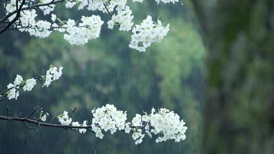 下雨 春雨 雨 清明 雨水雨中绽放的白色花枝