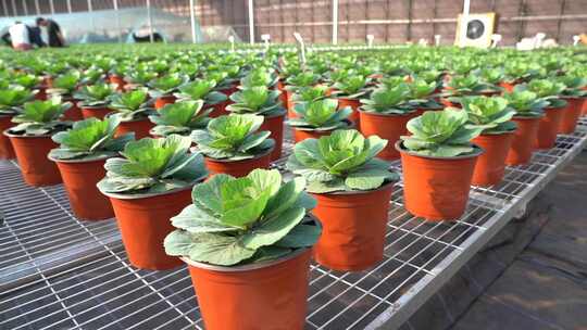 羽衣甘蓝 圆叶甘蓝 绿色甘蓝