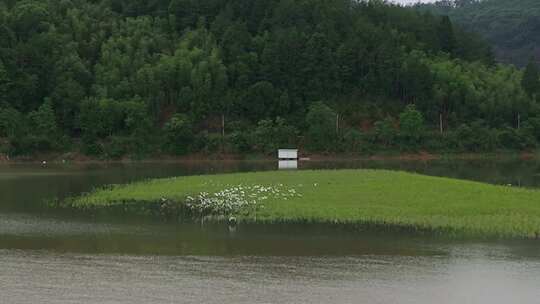 青山绿水一群白鹭飞翔空镜福建泰宁大金湖