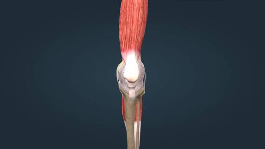 骨骼系统膝关节股骨胫骨腓骨韧带三维动画视频素材模板下载