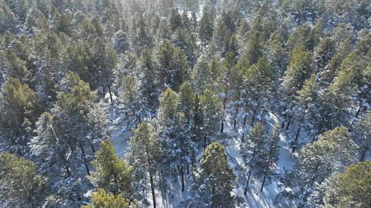 航拍下雪时的林海雪原绿色松林