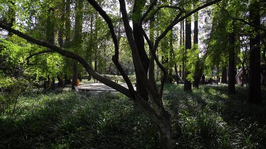 杭州西湖景区曲院风荷风景