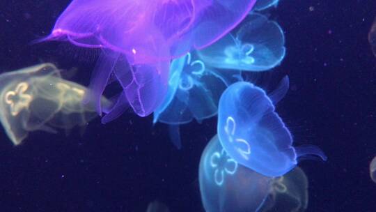 海洋中游动的水母在灯光的映衬下梦幻缤纷