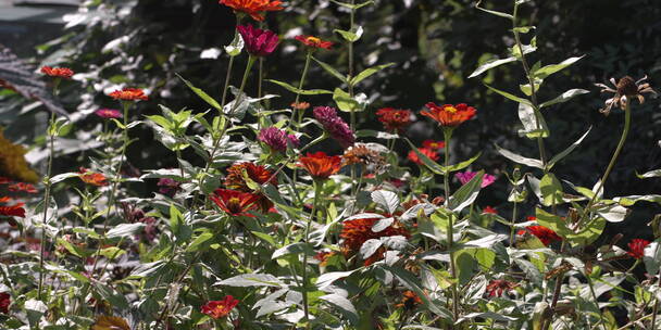 户外 野外 植物 自然 绿色 桂花 秋天叶子