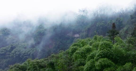 峨眉山下烟雨蒙蒙竹林大山航拍风景