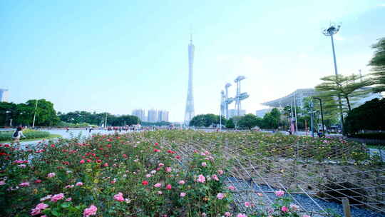 广州塔 小蛮腰 玫瑰 花园 珠江新城视频素材模板下载