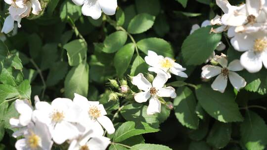 蔷薇花 绿植 初夏 花团锦簇 阳光 植物