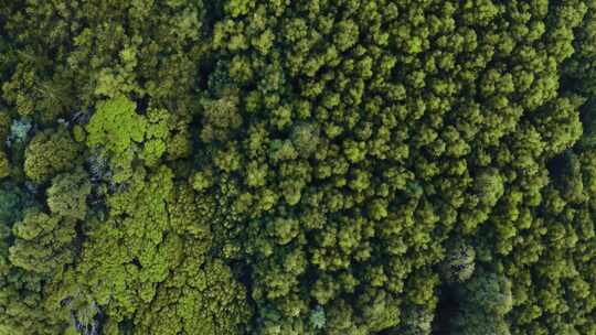 森林大自然树林氧吧森林空气环保大自然树木