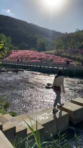 济南龙洞风景区，粉黛乱子草花海秋景迷人