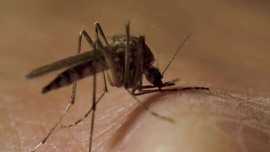 雌性蚊子与它的腹部充满红色的血液是吸出一