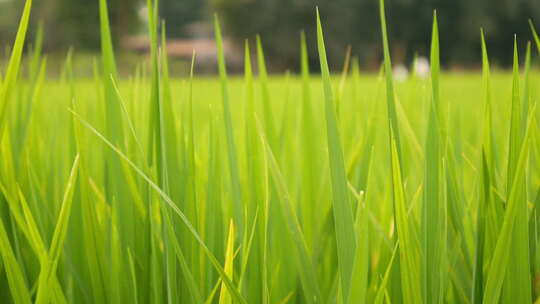 绿色植物在风中的特写镜头