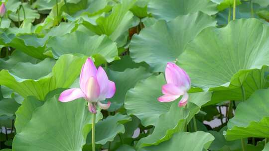 荷花 龙泉广场 荷花池 莲蓬 睡莲