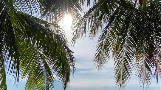 椰子树、海边、夏天