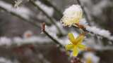 春天雪中的迎春花空境升格高清在线视频素材下载