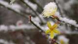 春天雪中的迎春花空境升格高清在线视频素材下载