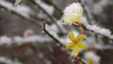 春天雪中的迎春花空境升格高清在线视频素材下载