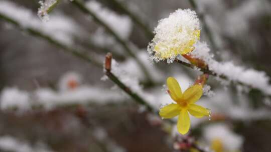 春天雪中的迎春花空境升格