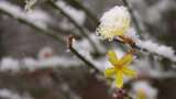 春天雪中的迎春花空境升格高清在线视频素材下载