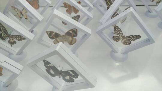 博物馆蝴蝶标本