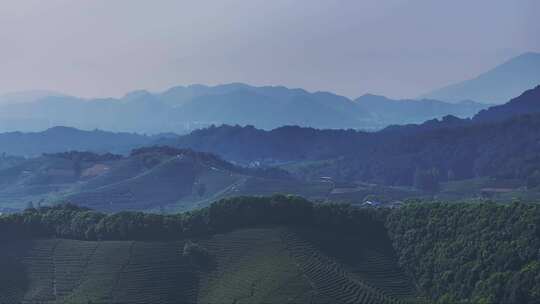 航拍杭州龙坞茶园 茶山 茶田