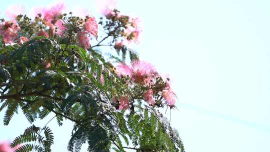 三农 合欢 合欢花树 合欢花 乡村振兴